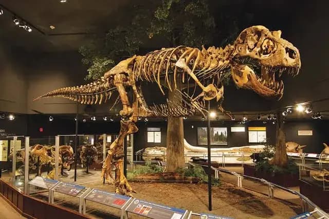 🦖کشف فسیل یک دایناسور عجیب